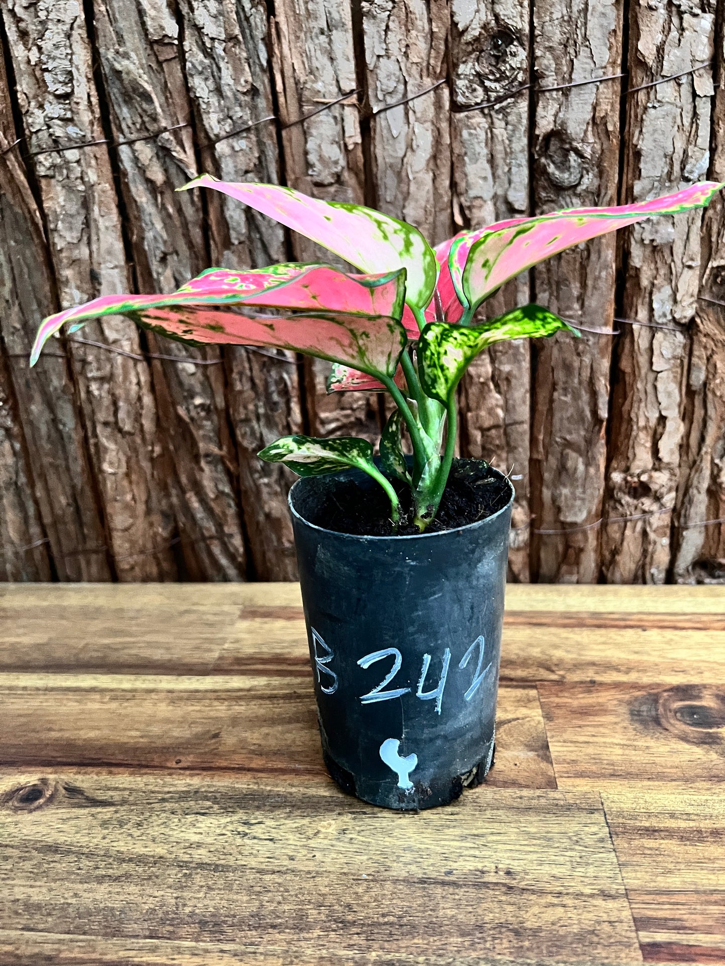 Aglaonema Auspicious Red B242