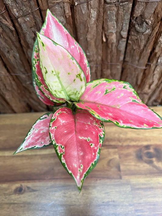 Aglaonema Auspicious Red B243