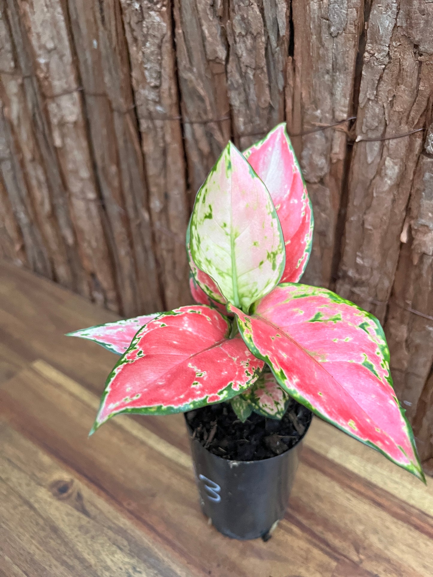 Aglaonema Auspicious Red B243