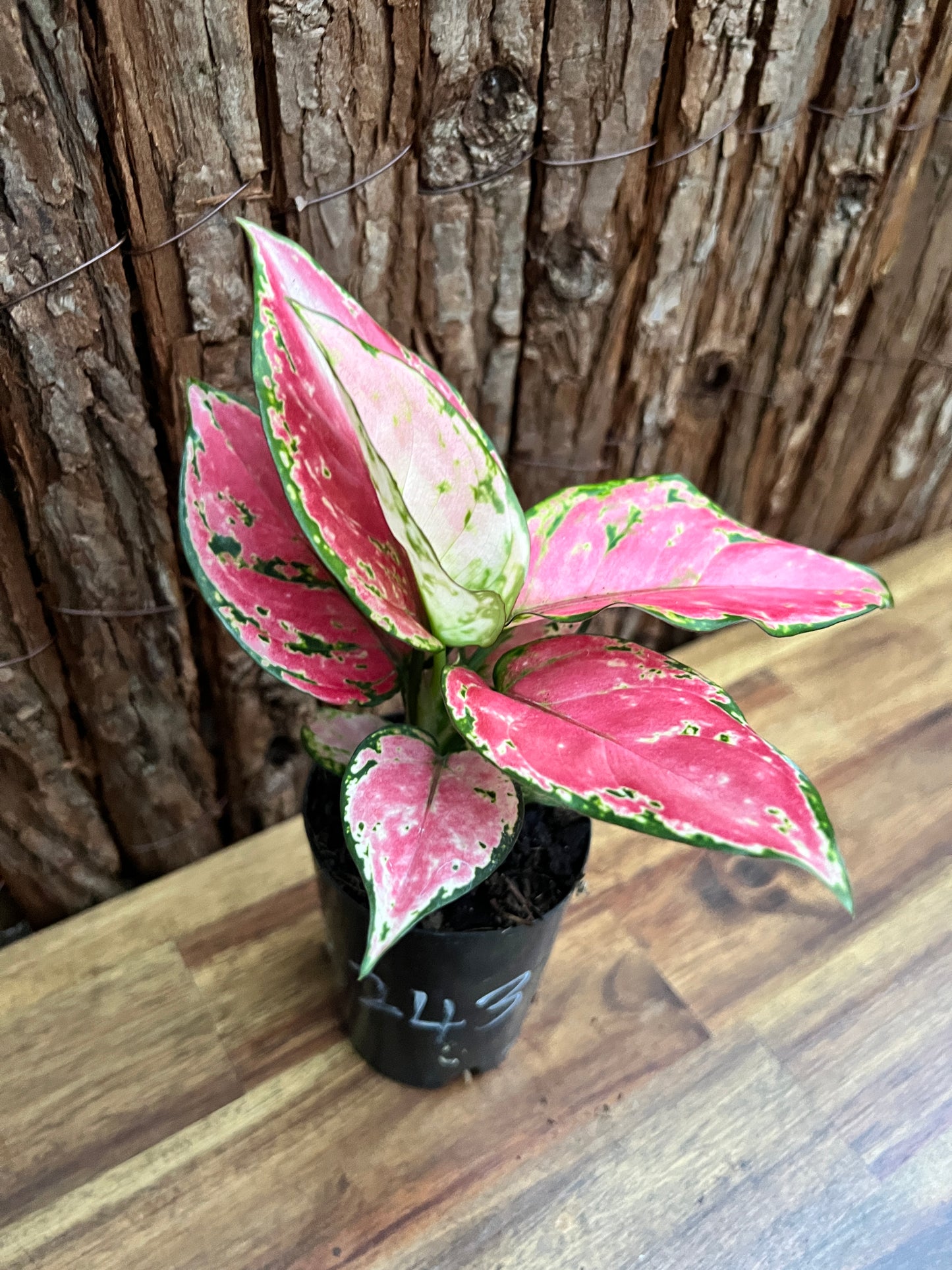 Aglaonema Auspicious Red B243