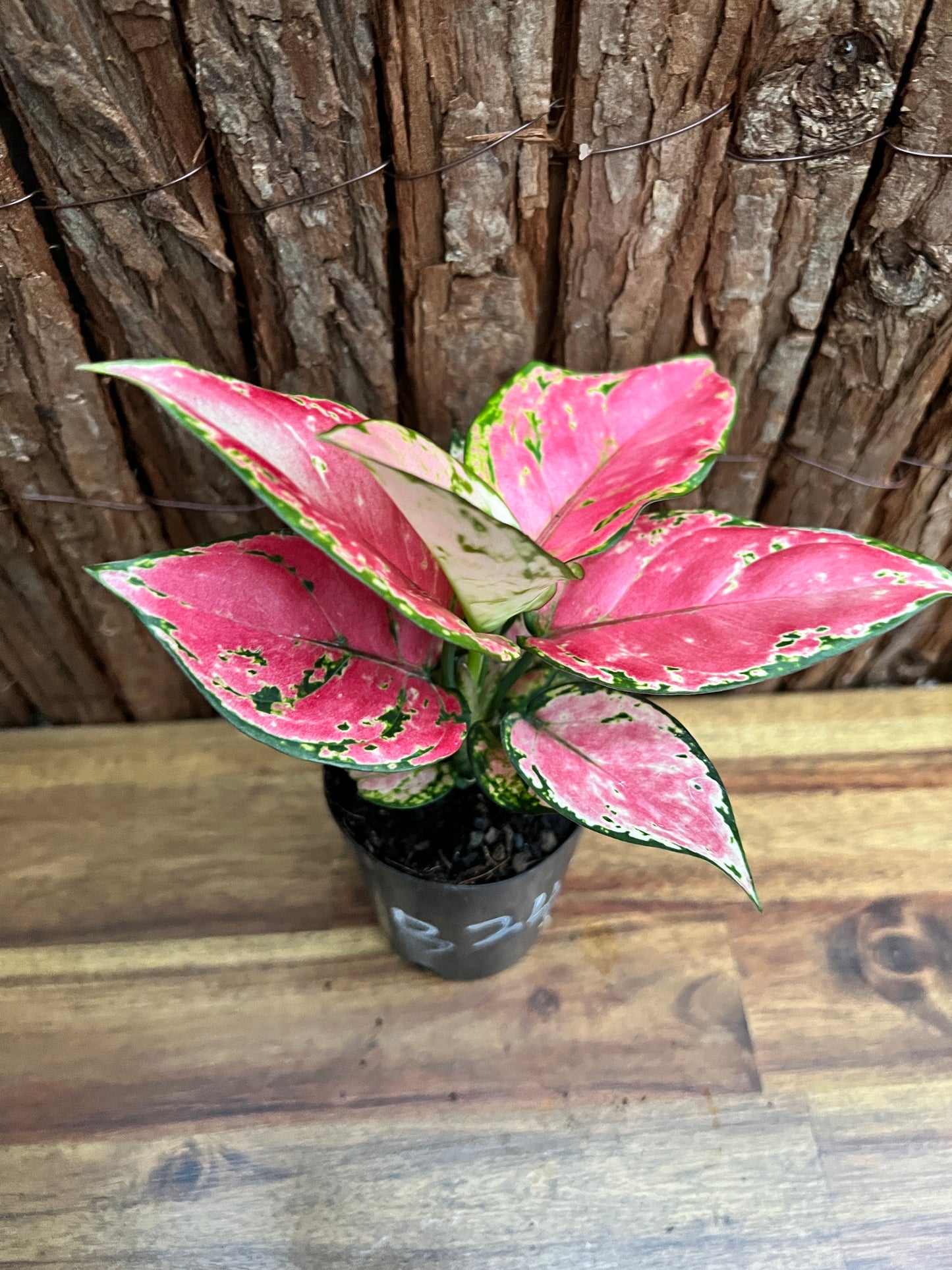 Aglaonema Auspicious Red B243