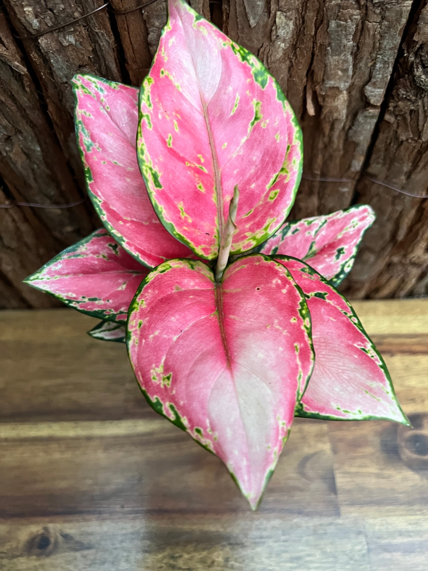 Aglaonema Auspicious Red B244