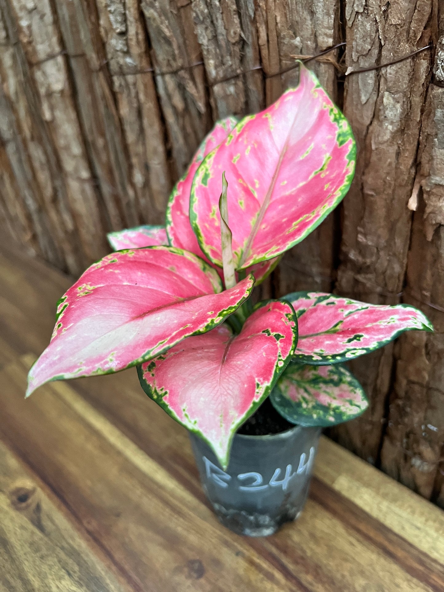 Aglaonema Auspicious Red B244