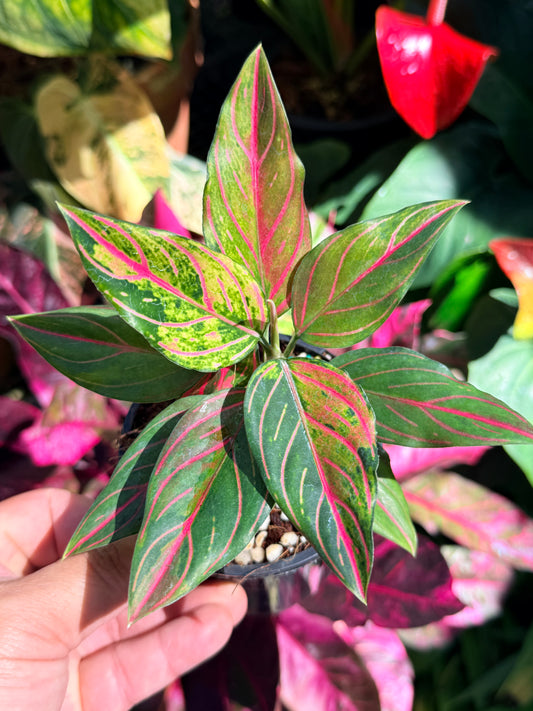 Aglaonema 'Red Vein' O37
