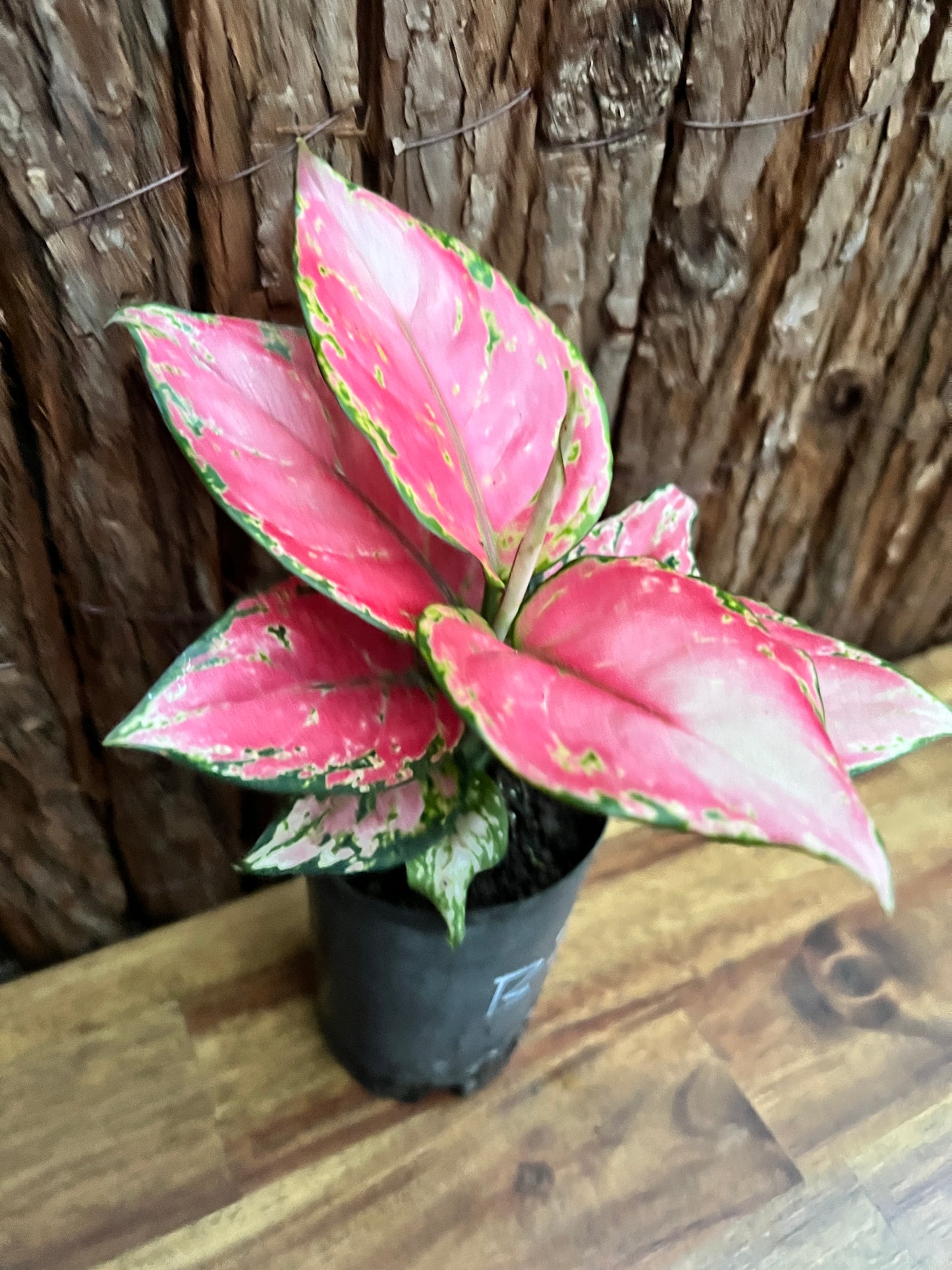 Aglaonema Auspicious Red B244