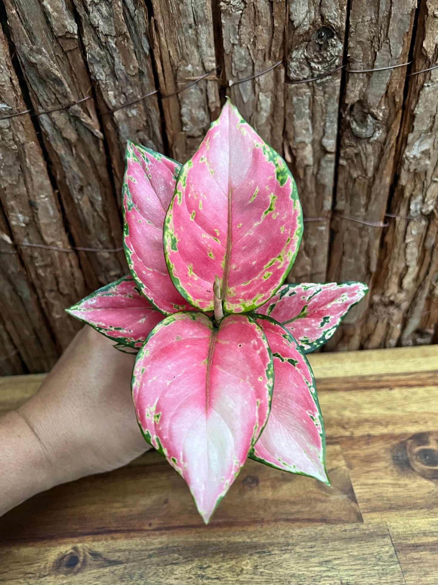 Aglaonema Auspicious Red B244