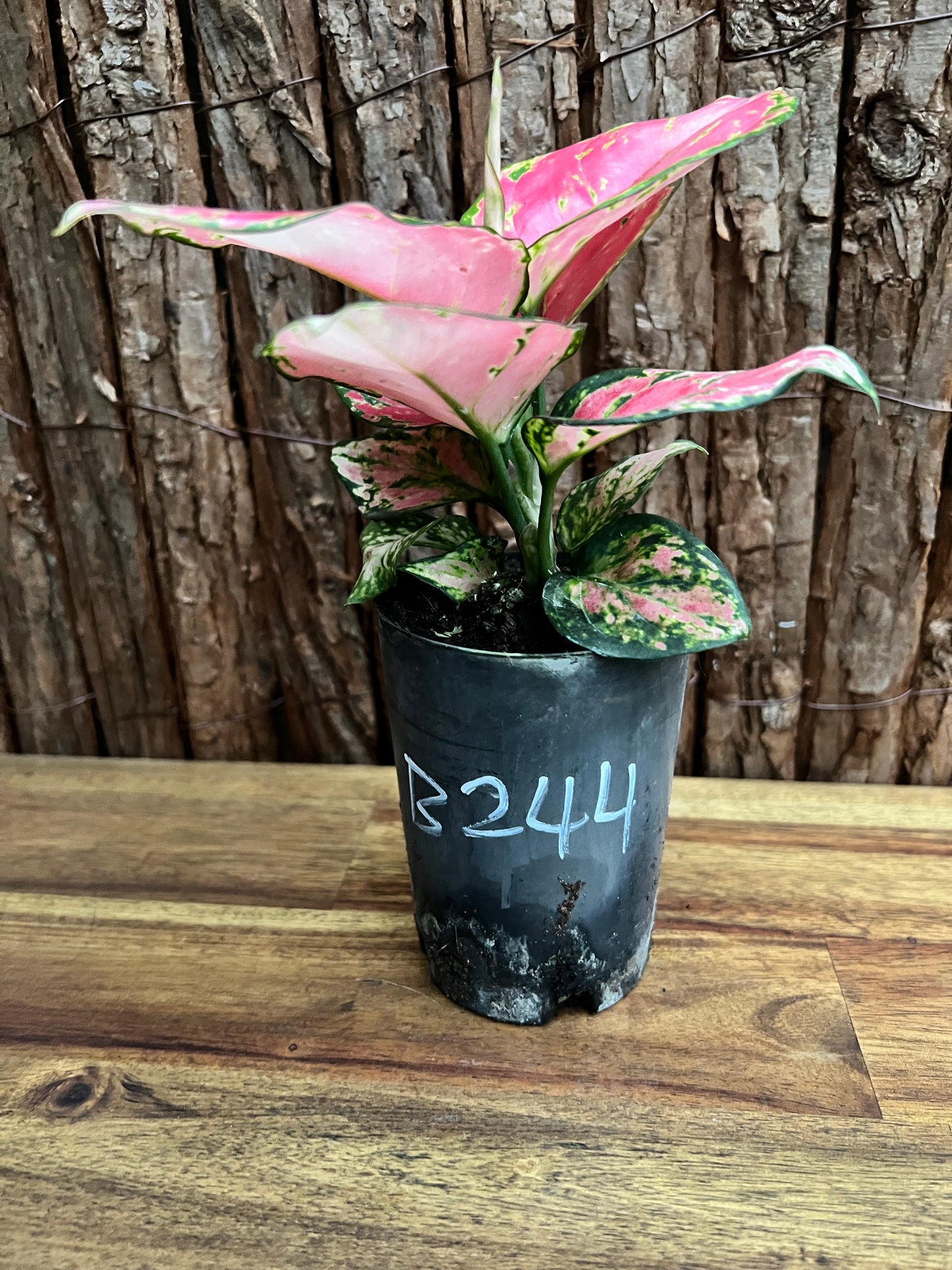 Aglaonema Auspicious Red B244