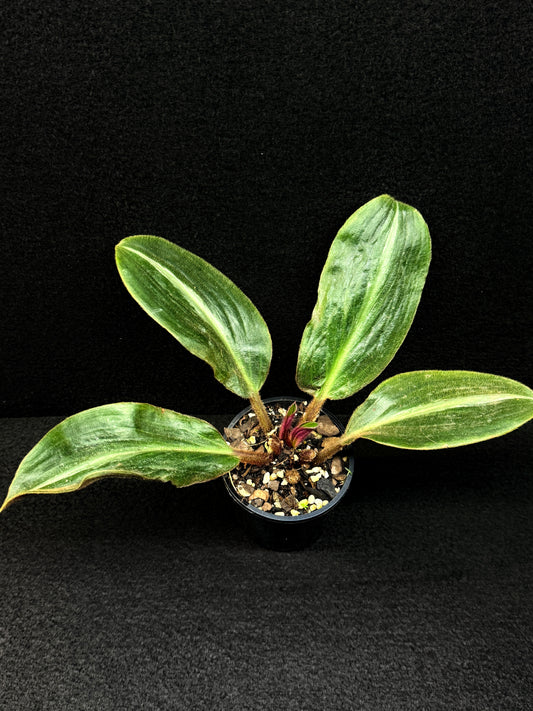 Siderasis Fuscata - Bears Ears - Rarely Offered D49