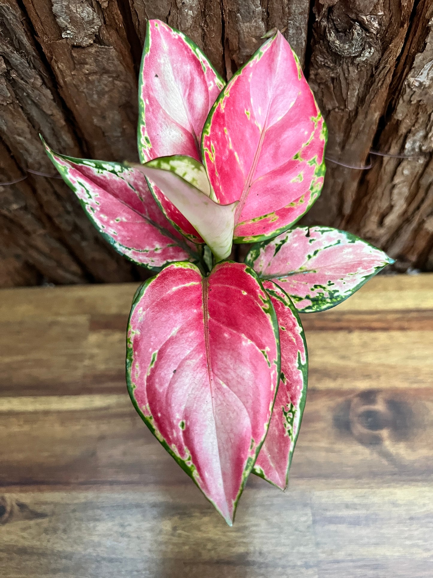 Aglaonema Auspicious Red B245