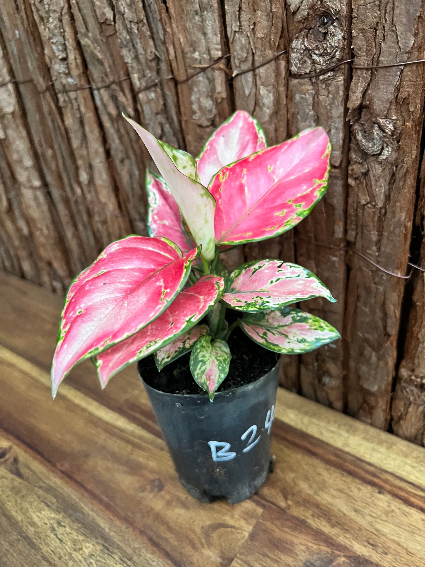 Aglaonema Auspicious Red B245