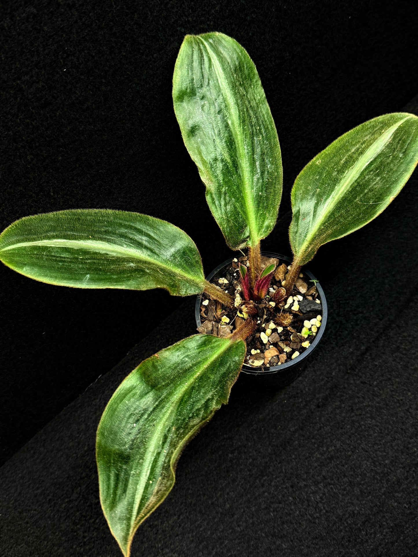 Siderasis Fuscata - Bears Ears - Rarely Offered D49