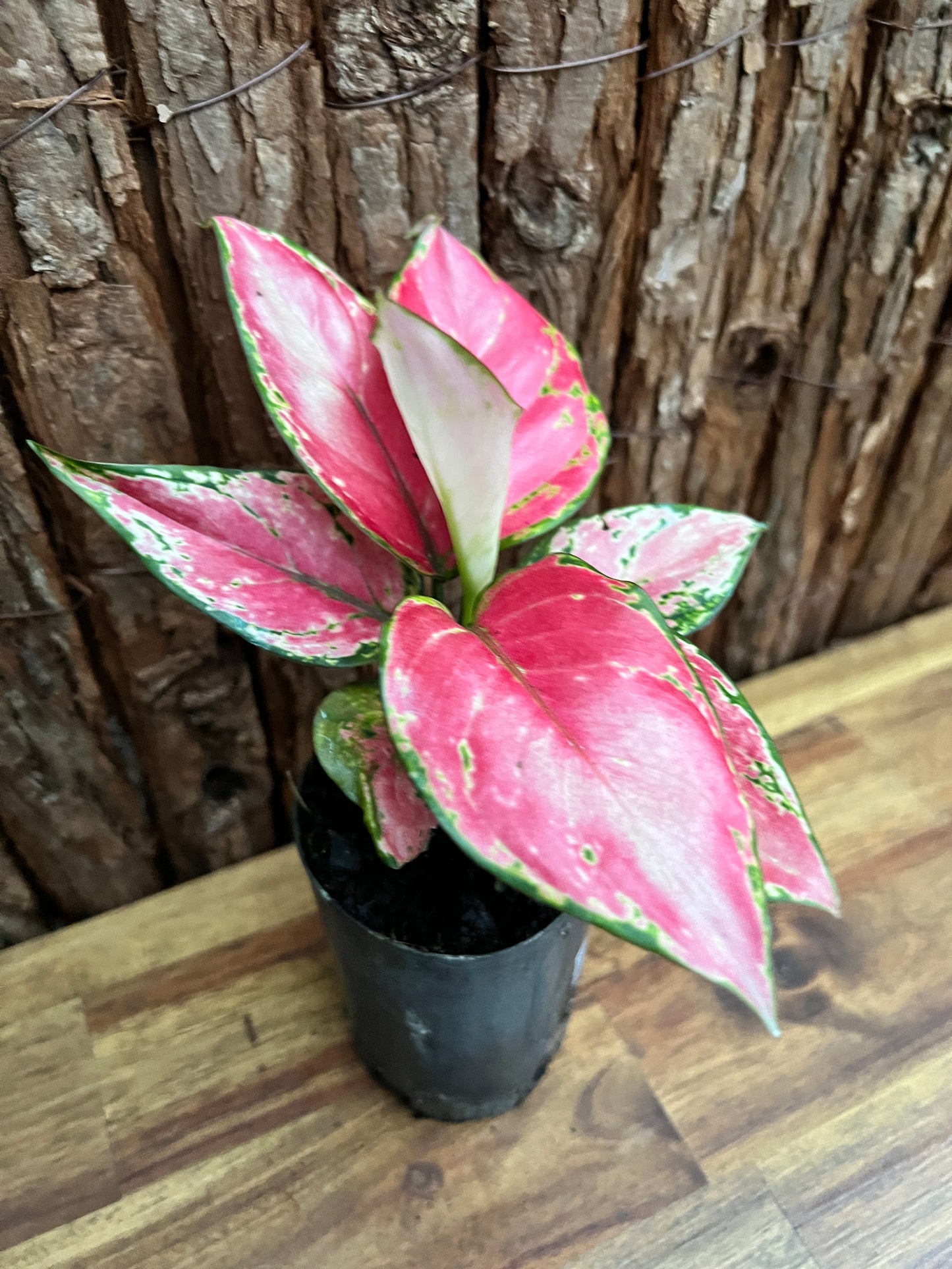 Aglaonema Auspicious Red B245