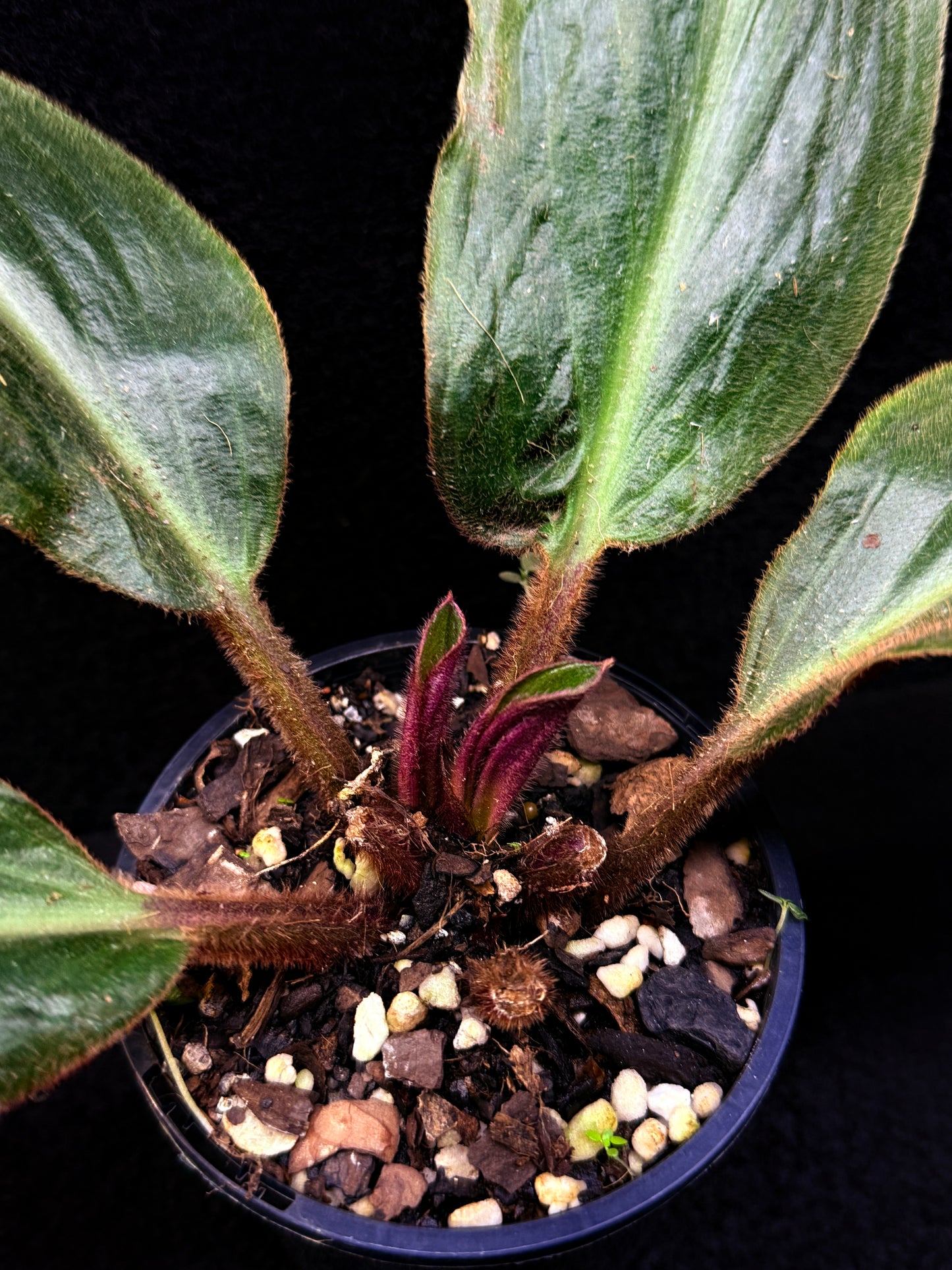 Siderasis Fuscata - Bears Ears - Rarely Offered D49
