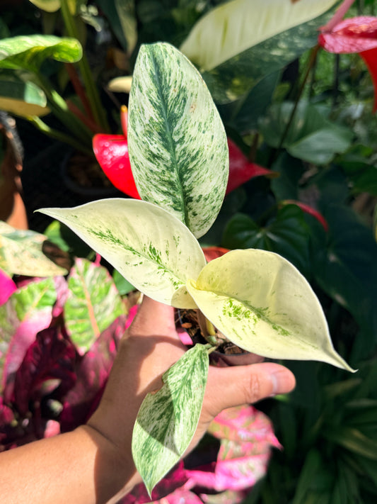 Rhaphidophora elliptica ‘Variegata’ O14