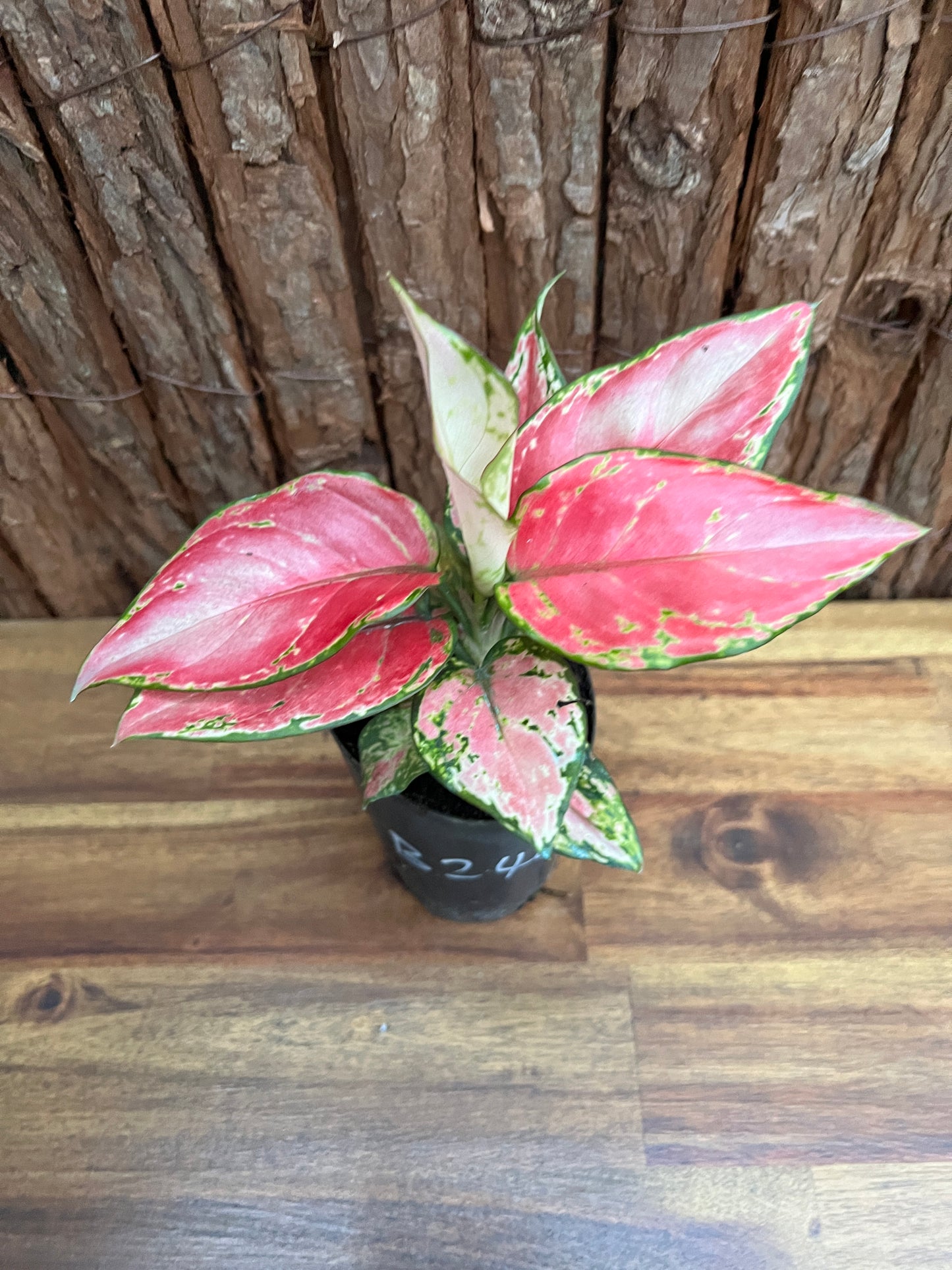 Aglaonema Auspicious Red B245