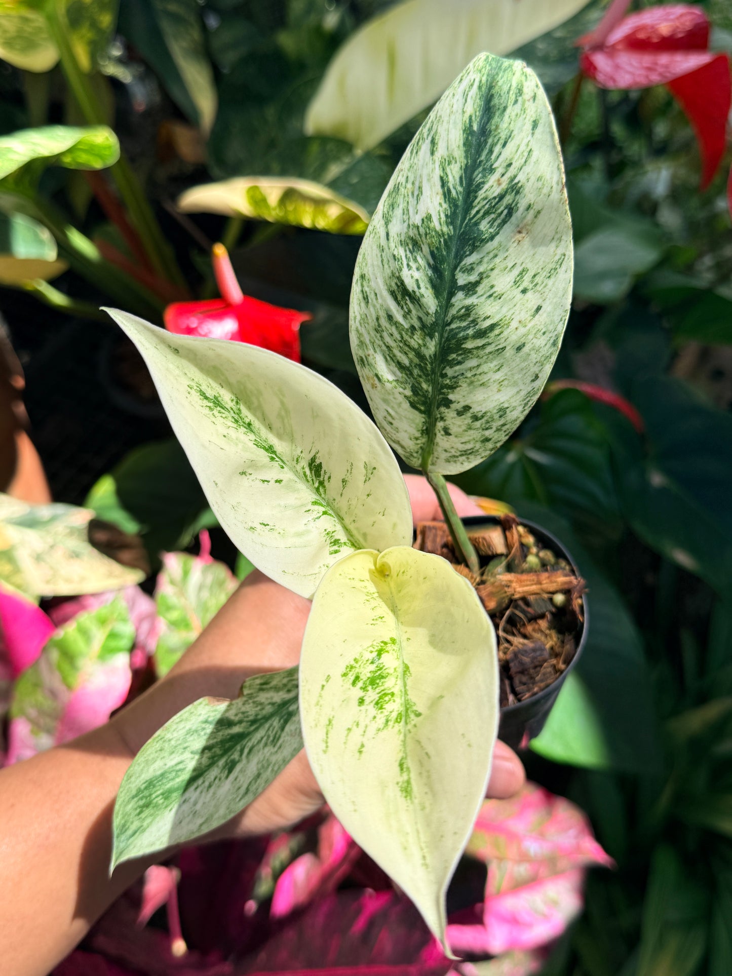 Rhaphidophora elliptica ‘Variegata’ O14