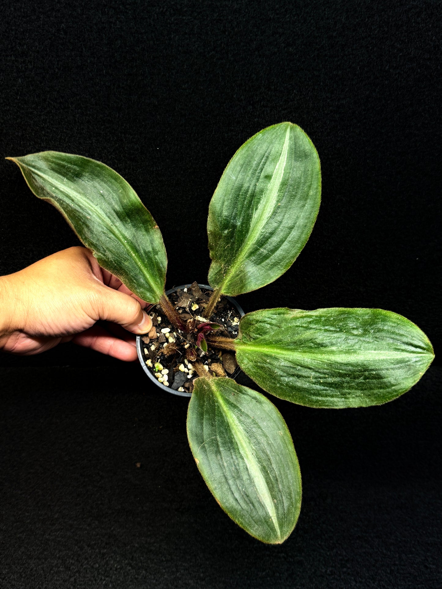 Siderasis Fuscata - Bears Ears - Rarely Offered D49