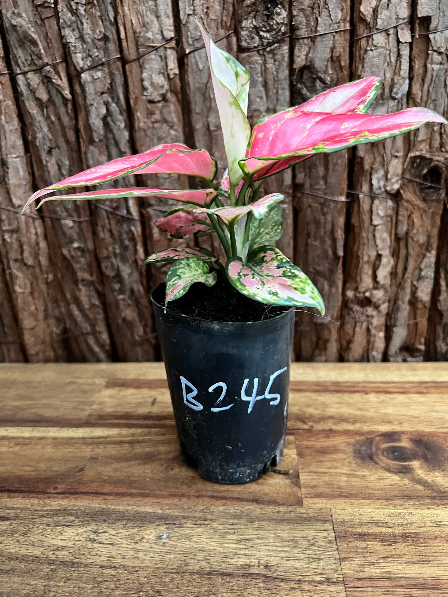 Aglaonema Auspicious Red B245