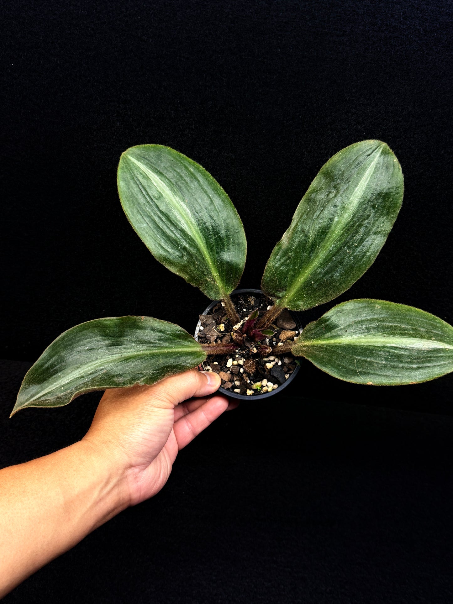 Siderasis Fuscata - Bears Ears - Rarely Offered D49
