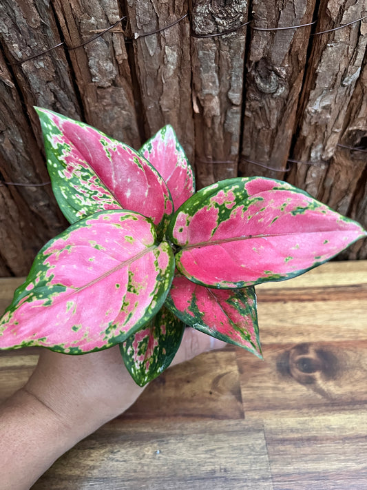 Aglaonema Auspicious Red B246