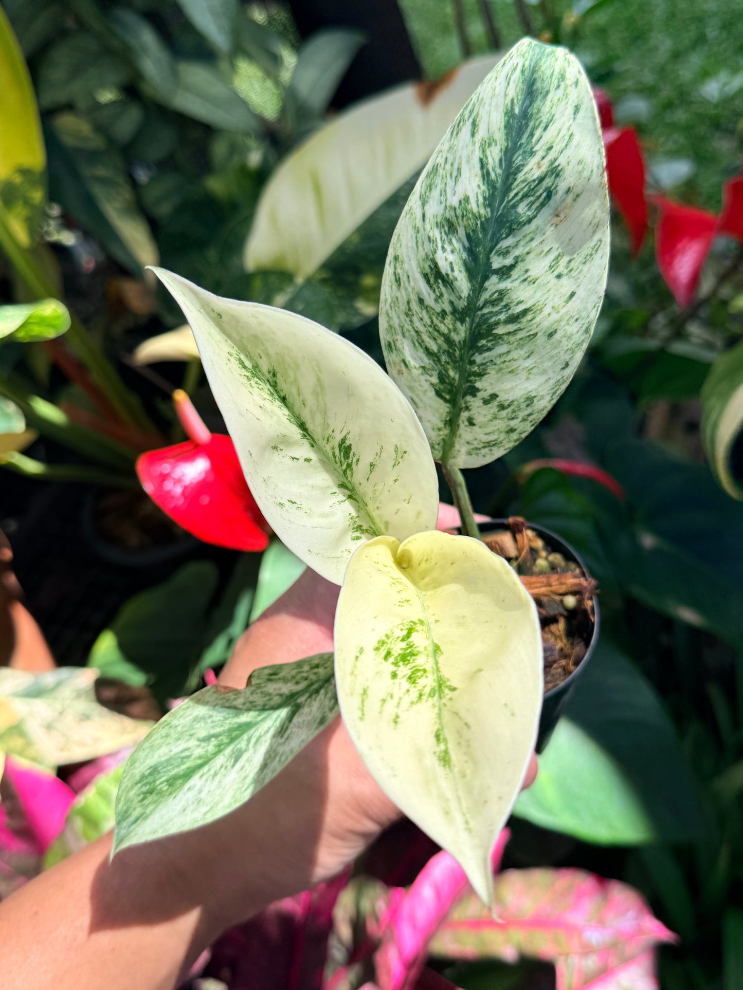 Rhaphidophora elliptica ‘Variegata’ O14