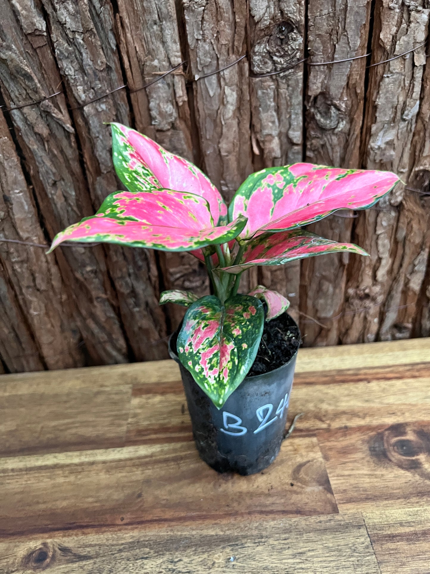 Aglaonema Auspicious Red B246