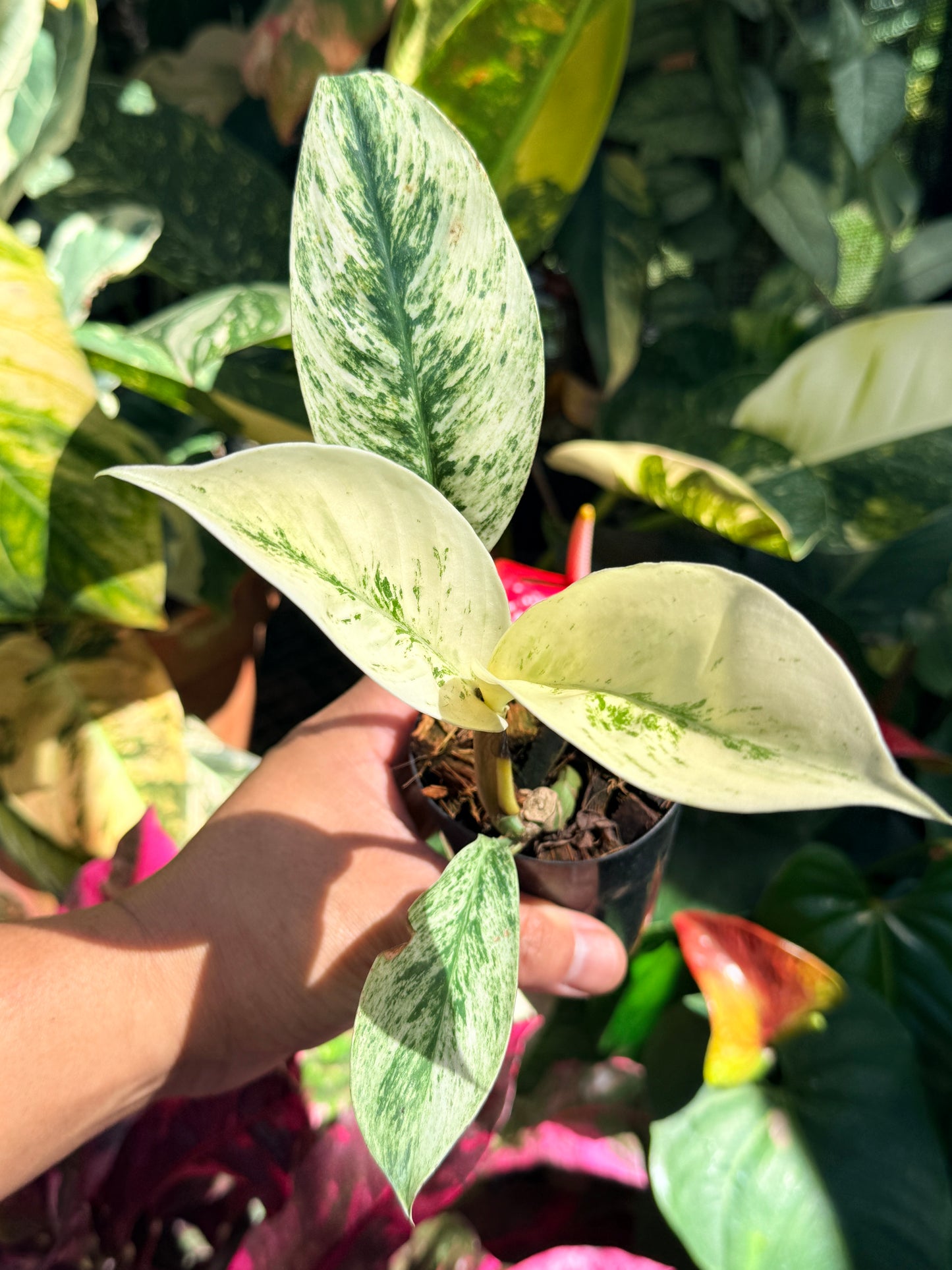 Rhaphidophora elliptica ‘Variegata’ O14