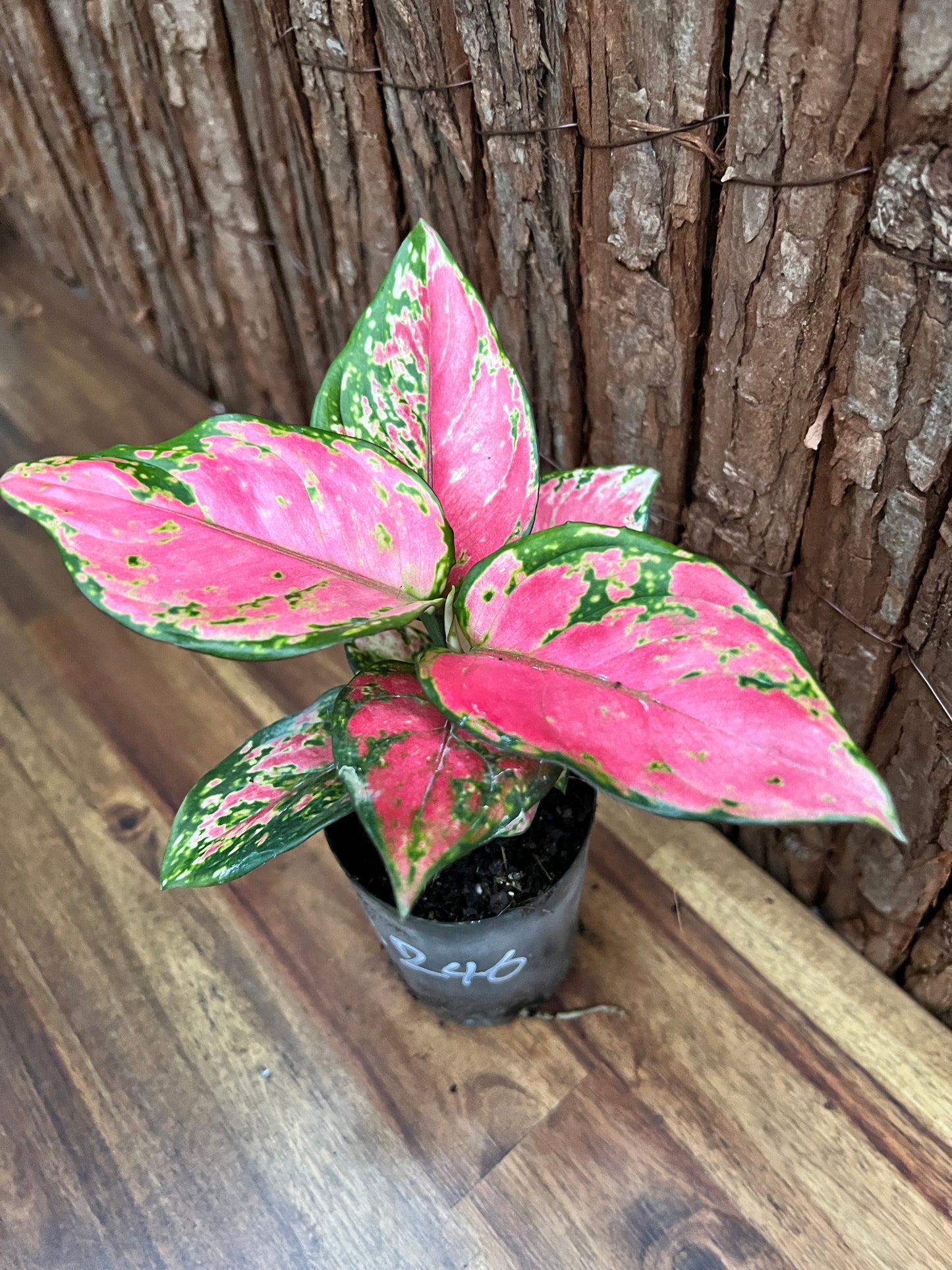 Aglaonema Auspicious Red B246