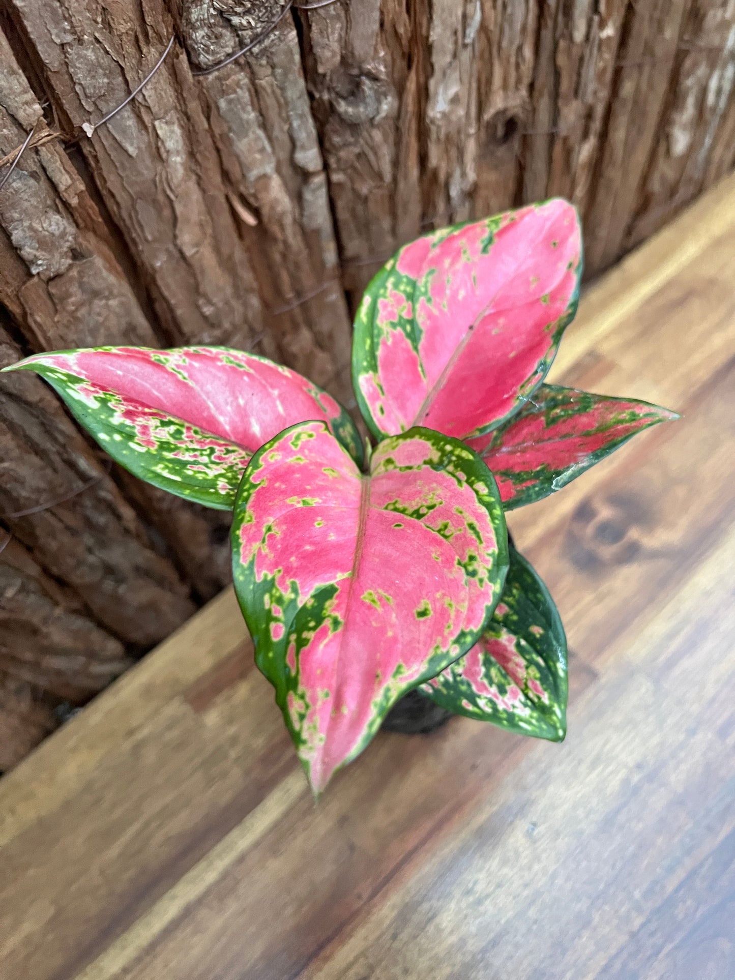 Aglaonema Auspicious Red B246