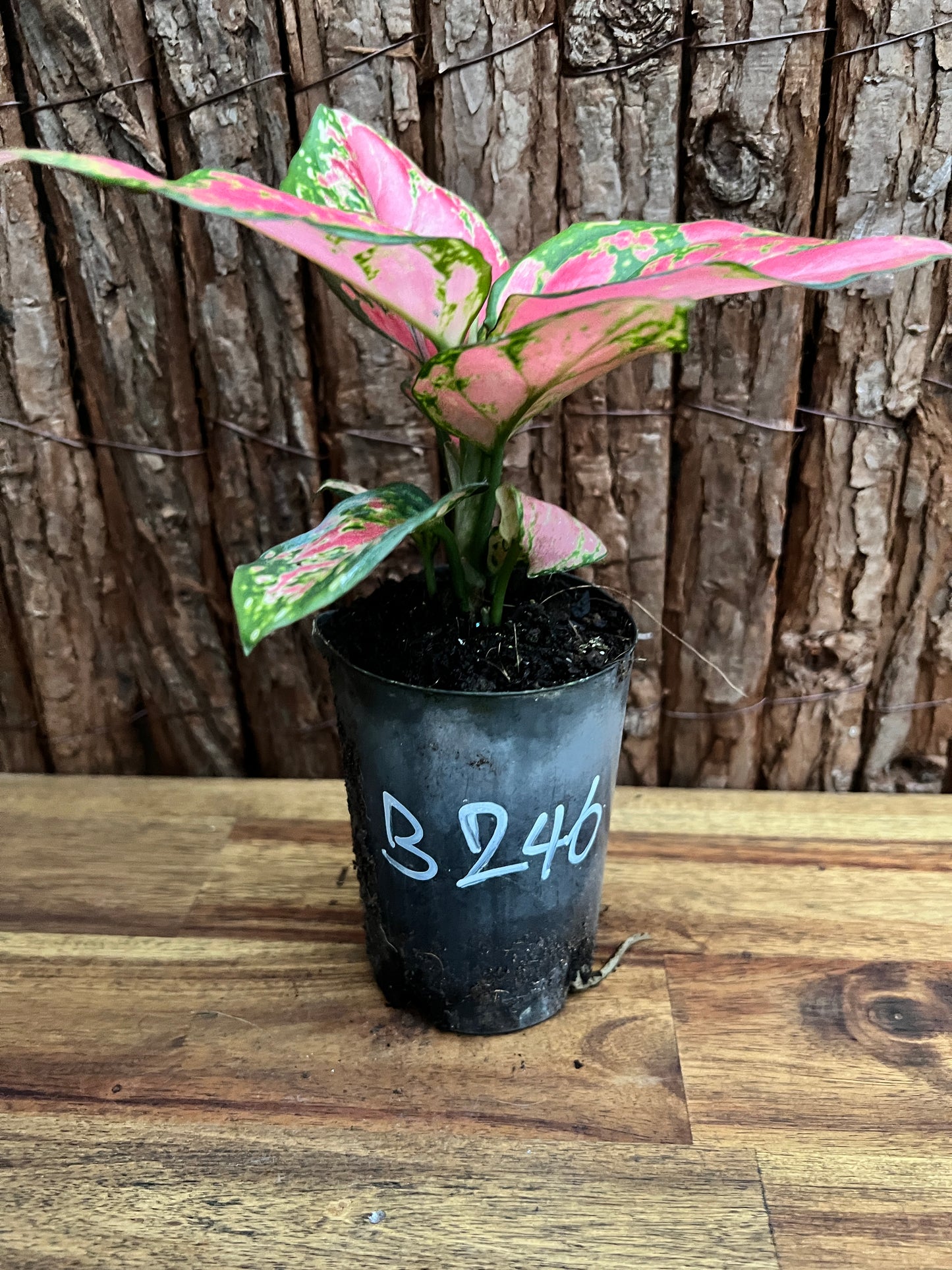 Aglaonema Auspicious Red B246