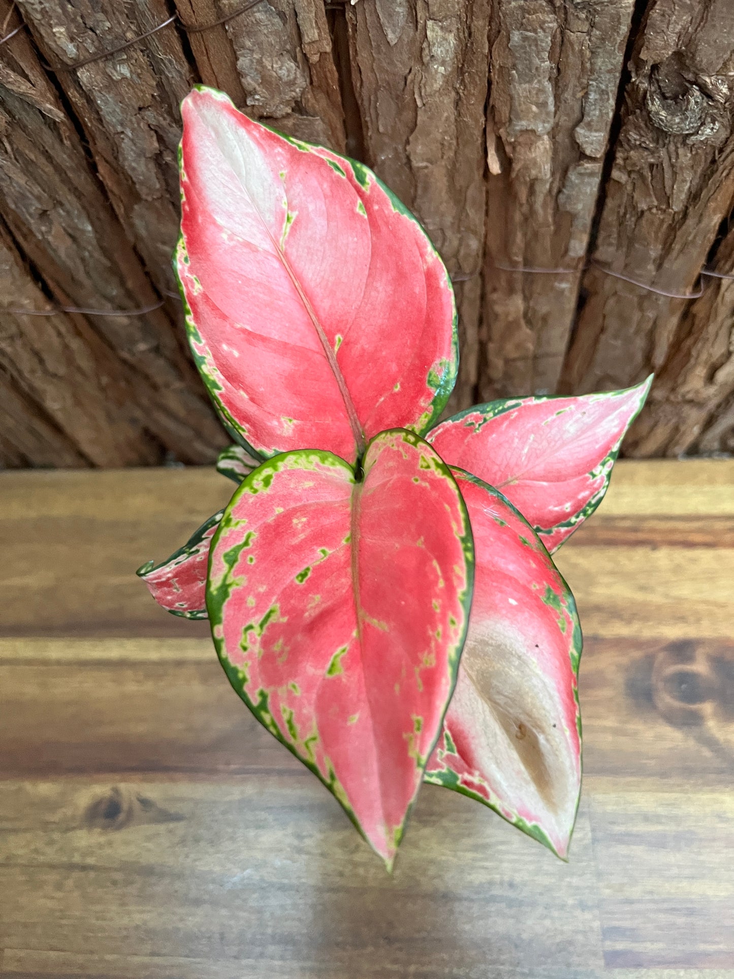 Aglaonema Auspicious Red B247