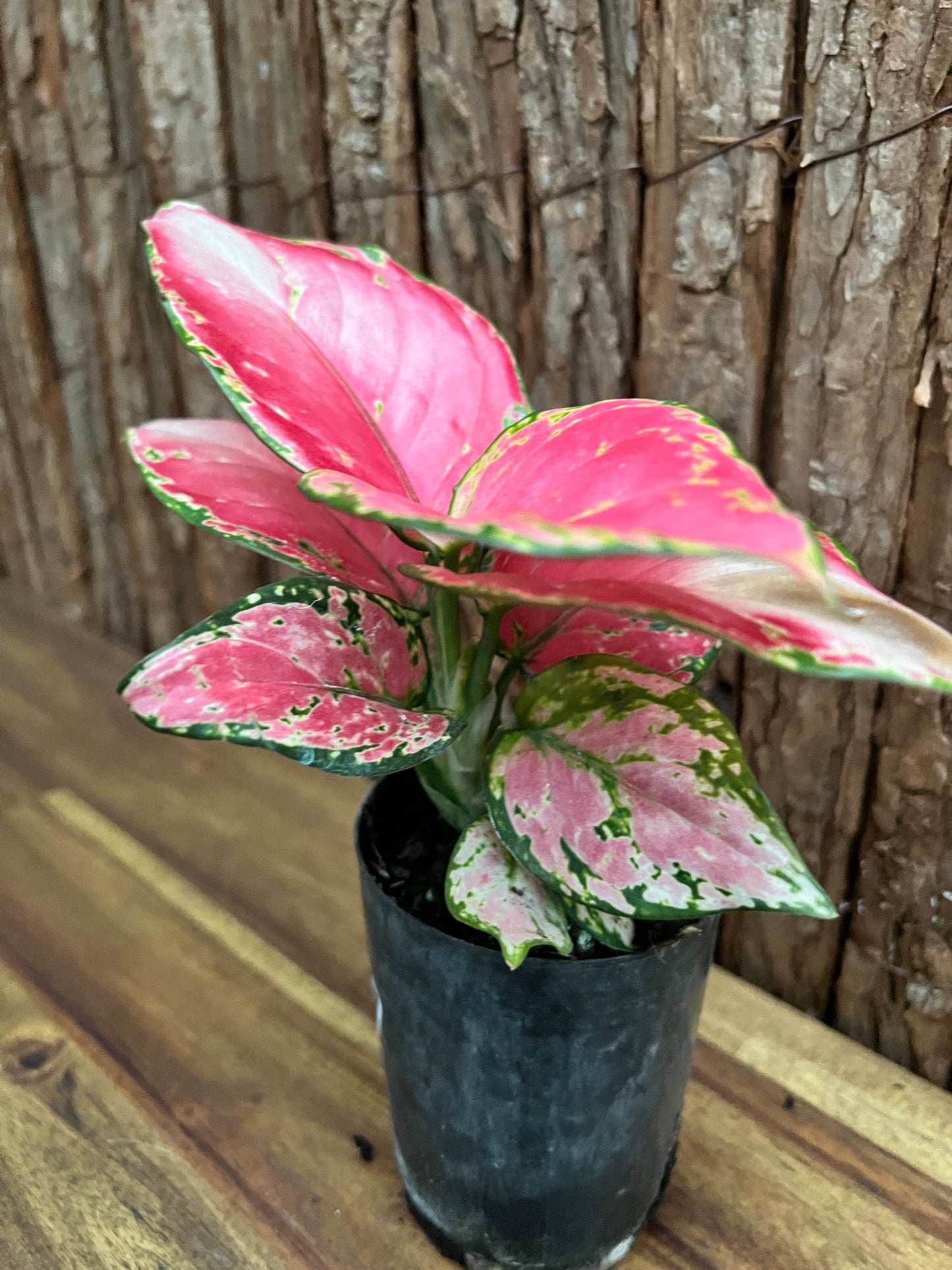 Aglaonema Auspicious Red B247