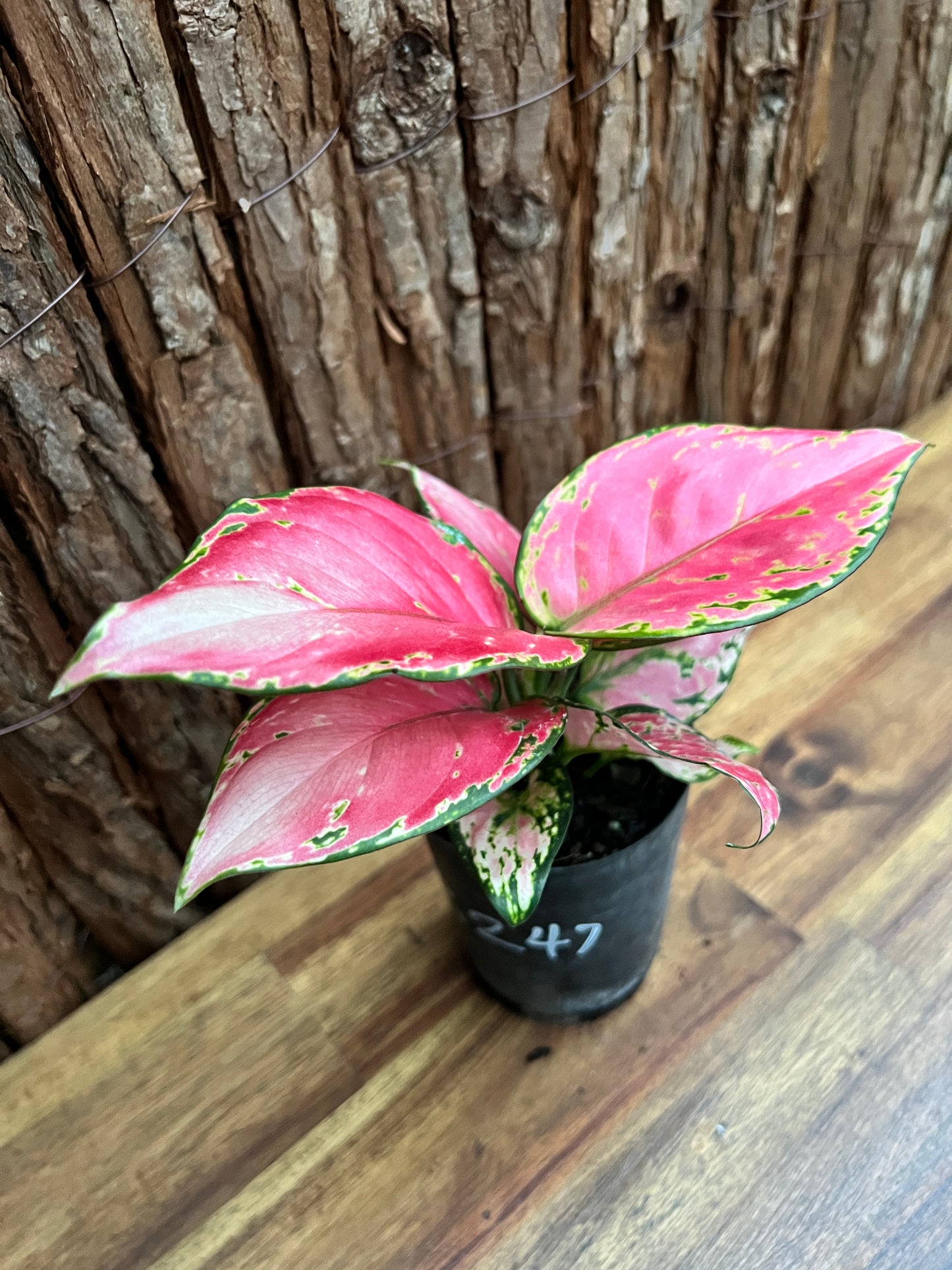 Aglaonema Auspicious Red B247