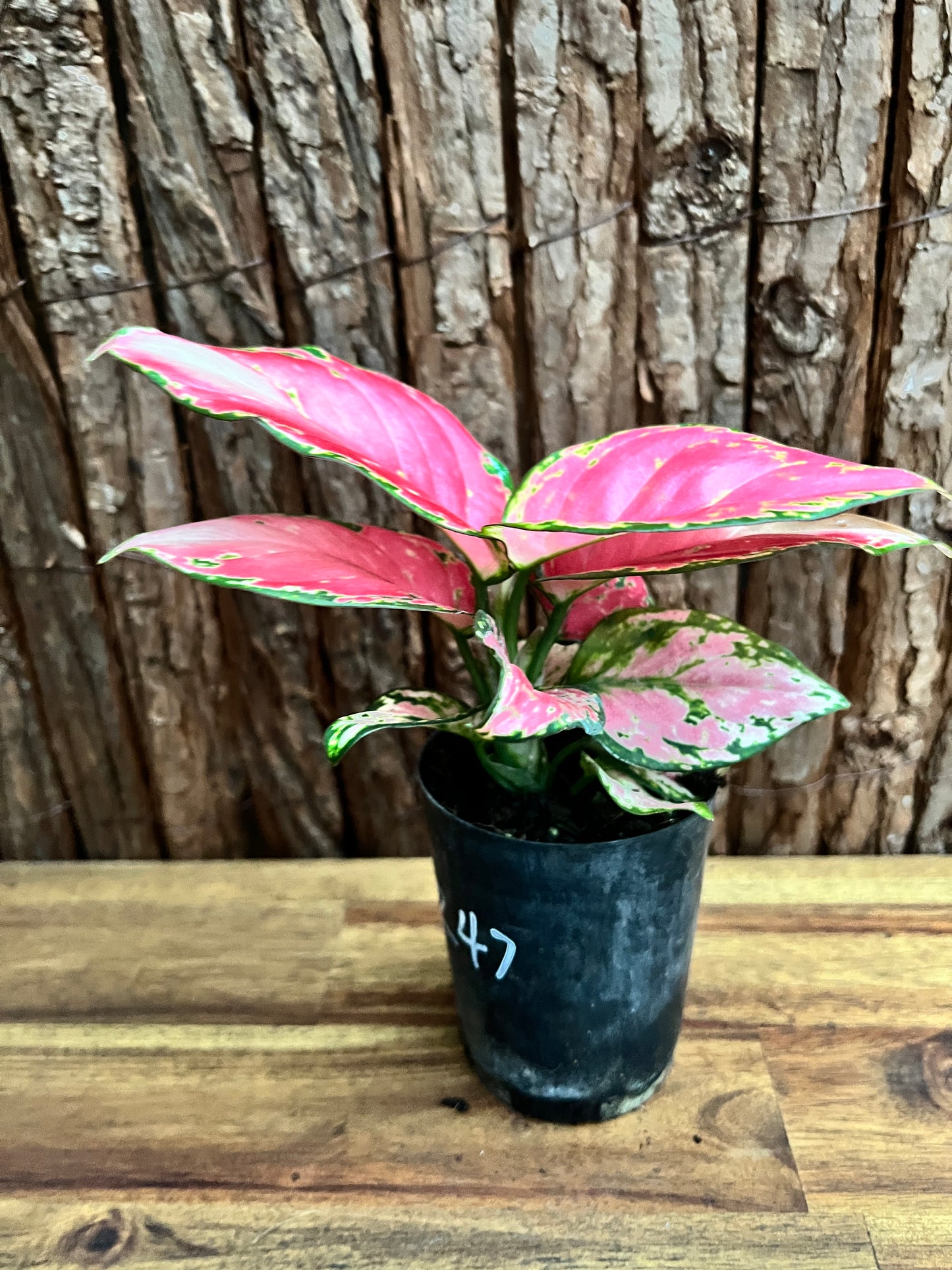 Aglaonema Auspicious Red B247