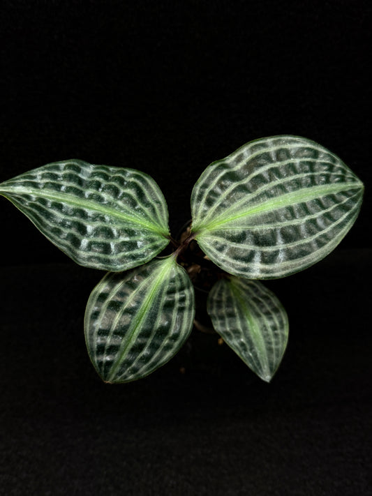 Geogenanthus poeppigii 'Seersucker Plant' D52