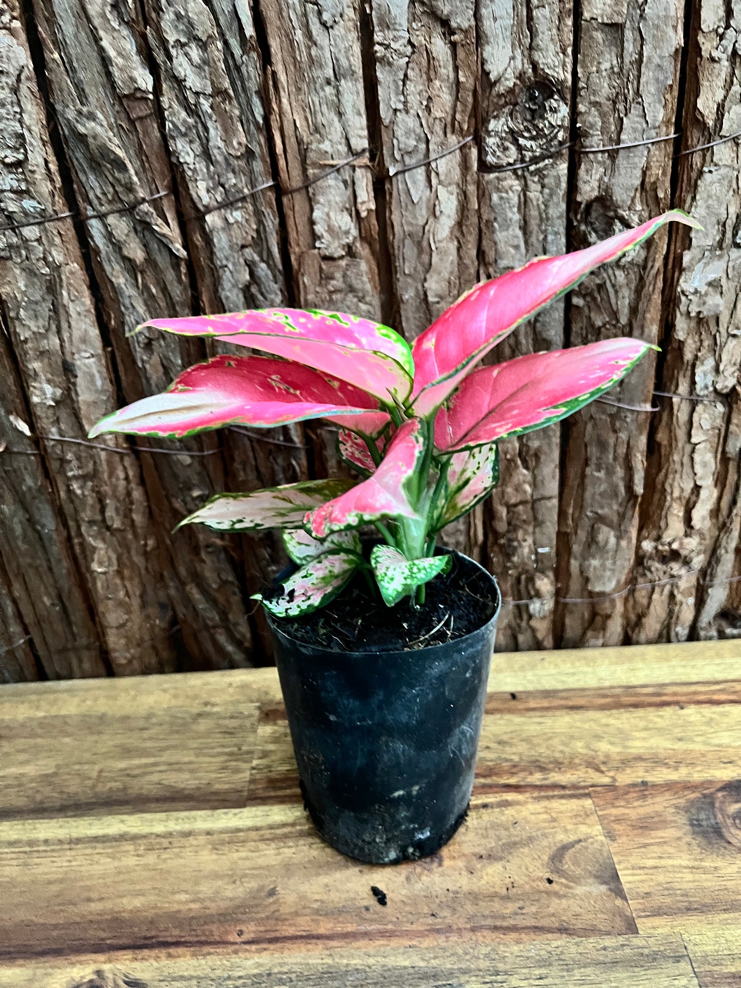 Aglaonema Auspicious Red B247