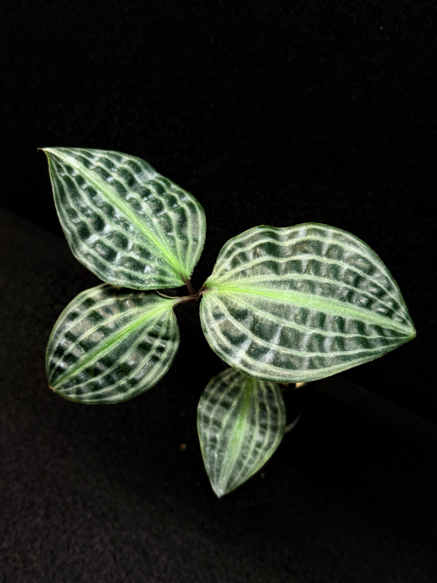Geogenanthus poeppigii 'Seersucker Plant' D52
