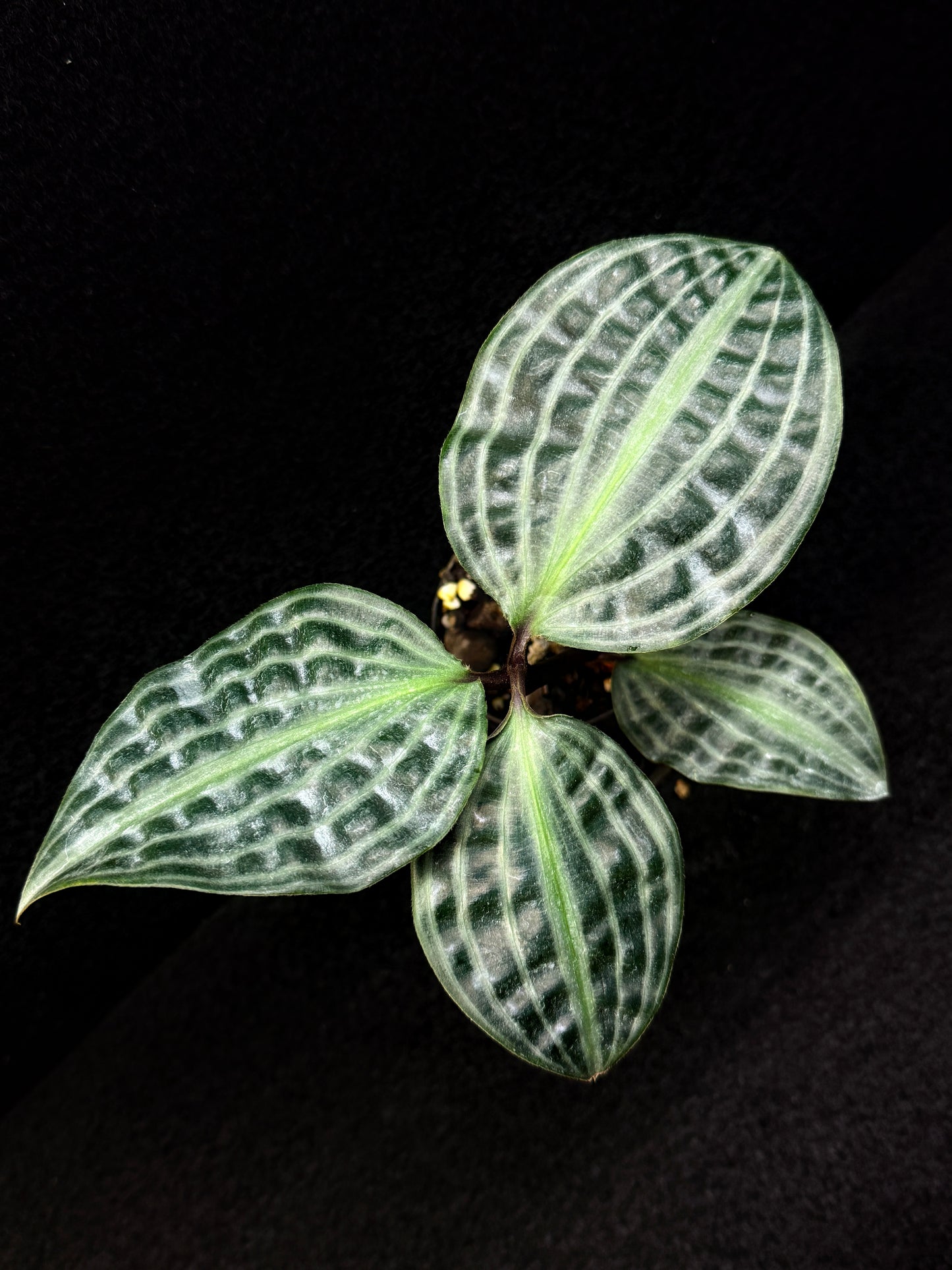 Geogenanthus poeppigii 'Seersucker Plant' D52