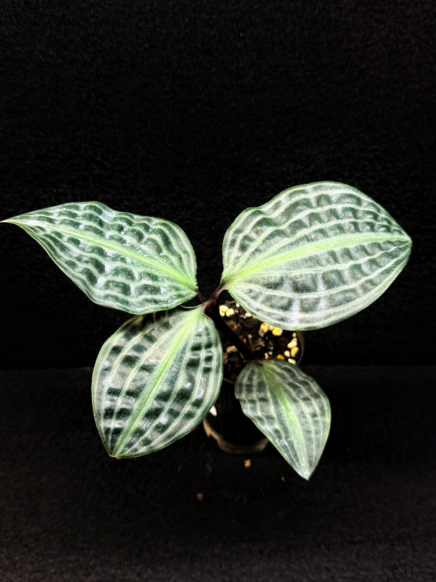 Geogenanthus poeppigii 'Seersucker Plant' D52
