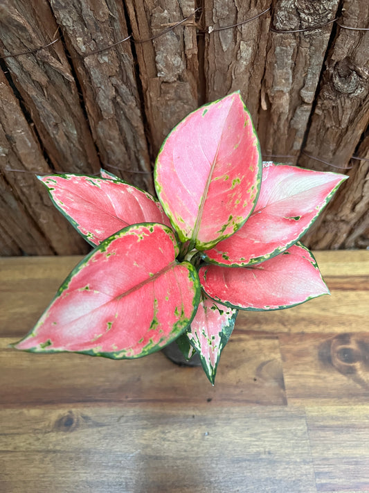 Aglaonema Auspicious Red B248