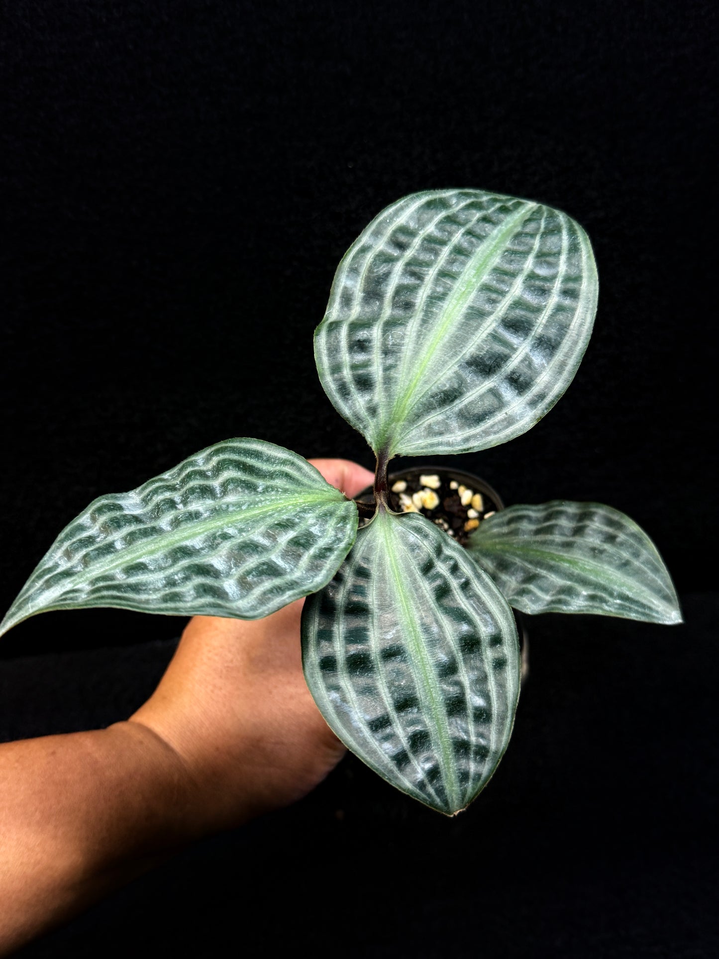 Geogenanthus poeppigii 'Seersucker Plant' D52