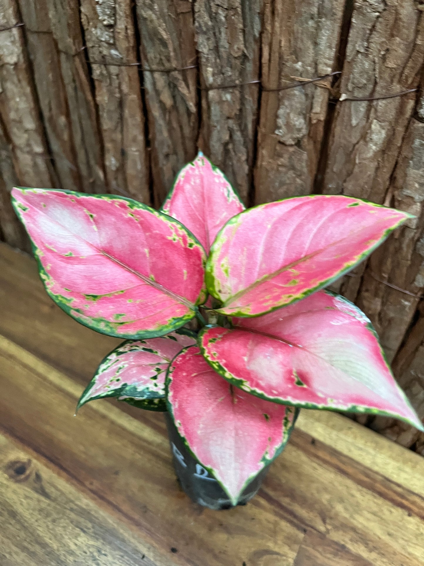 Aglaonema Auspicious Red B248