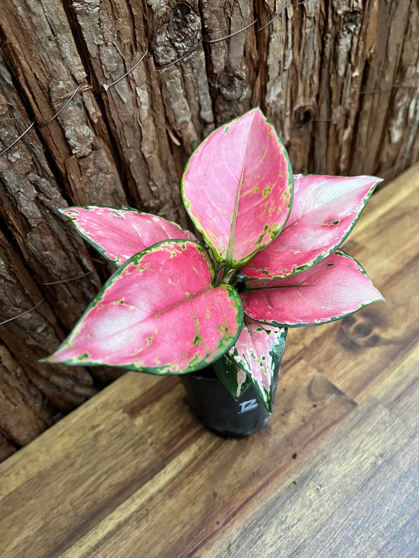 Aglaonema Auspicious Red B248