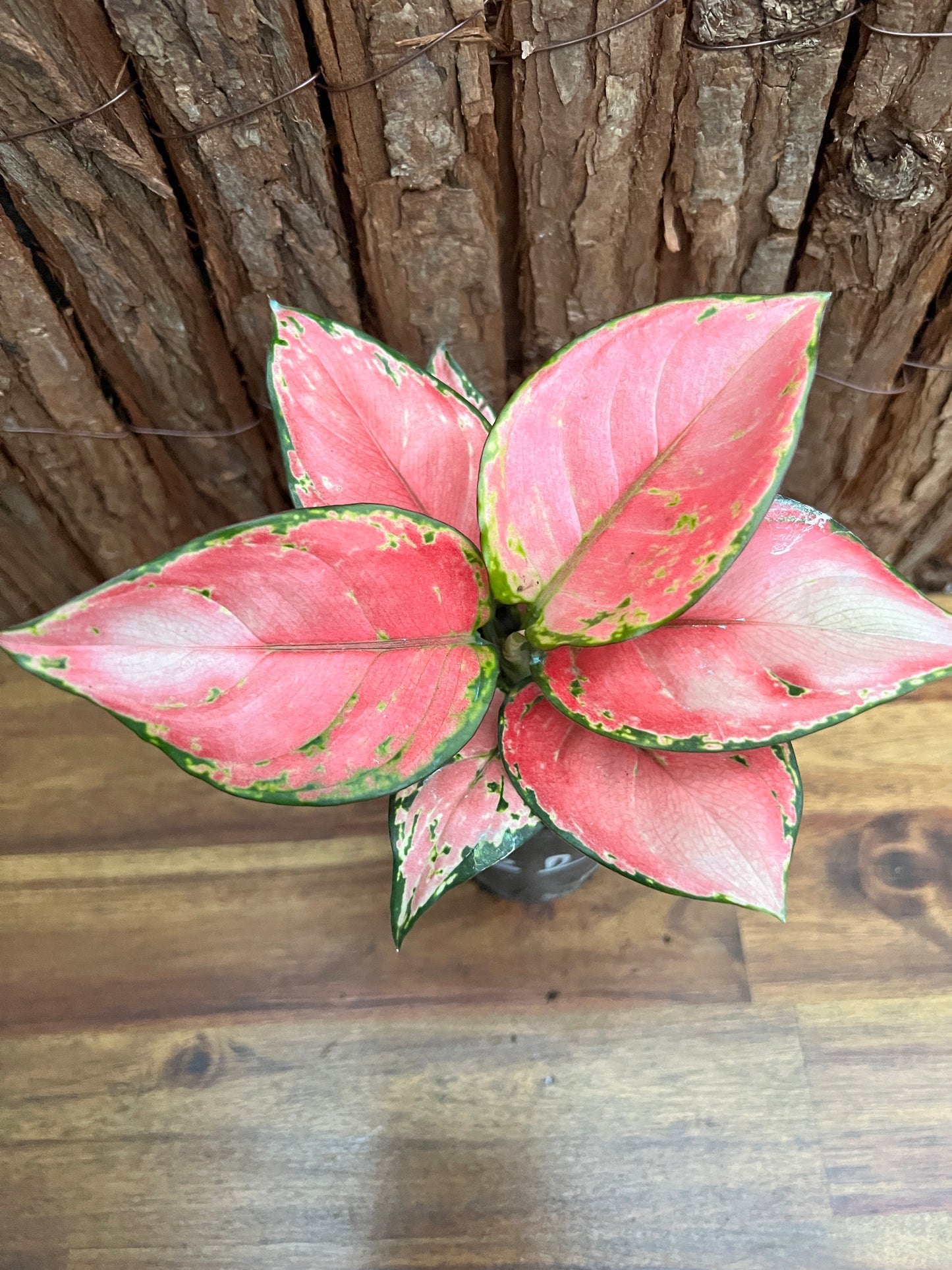 Aglaonema Auspicious Red B248