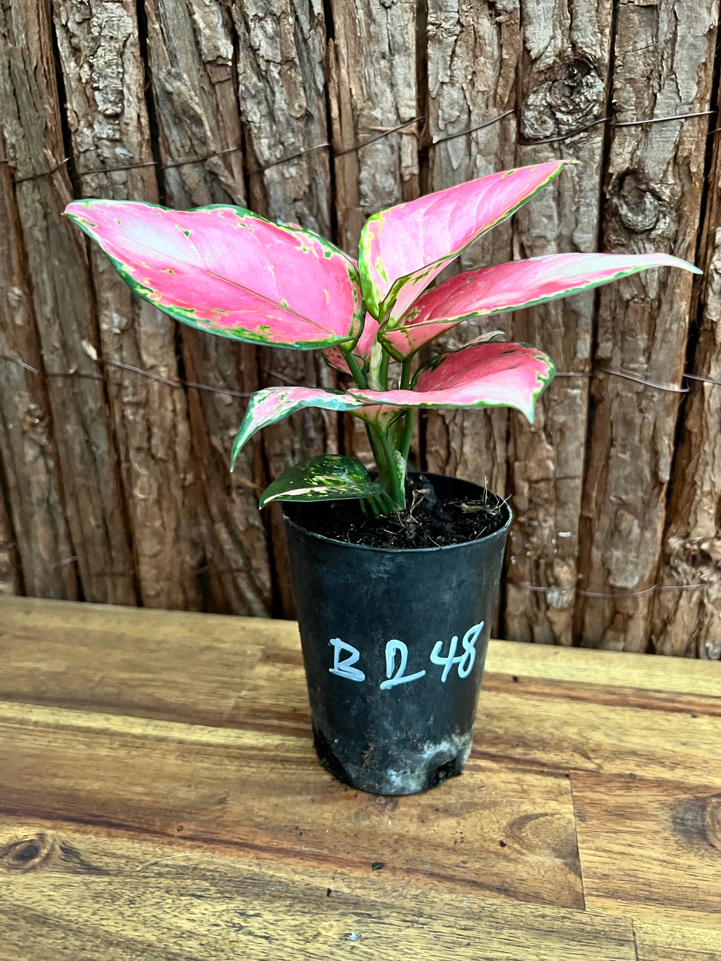 Aglaonema Auspicious Red B248