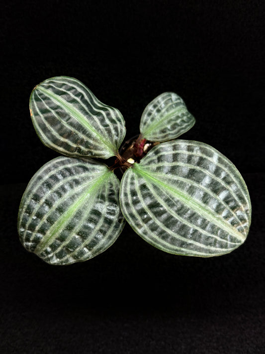 Geogenanthus poeppigii 'Seersucker Plant' D51