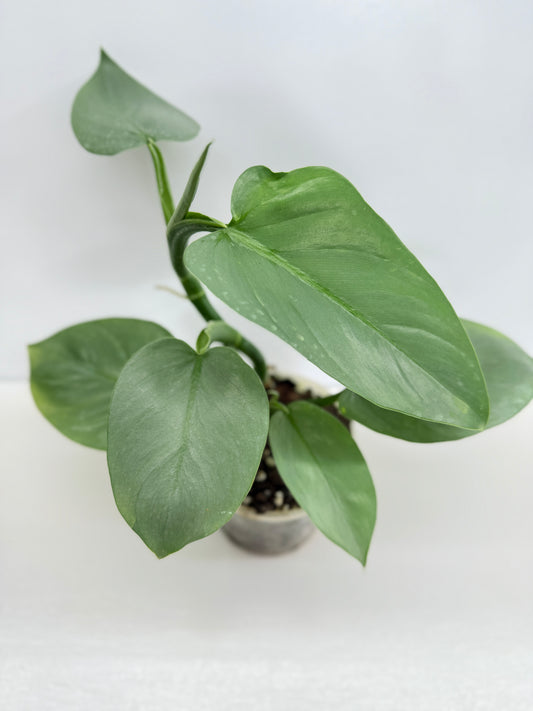 Philodendron Silver Sword W6