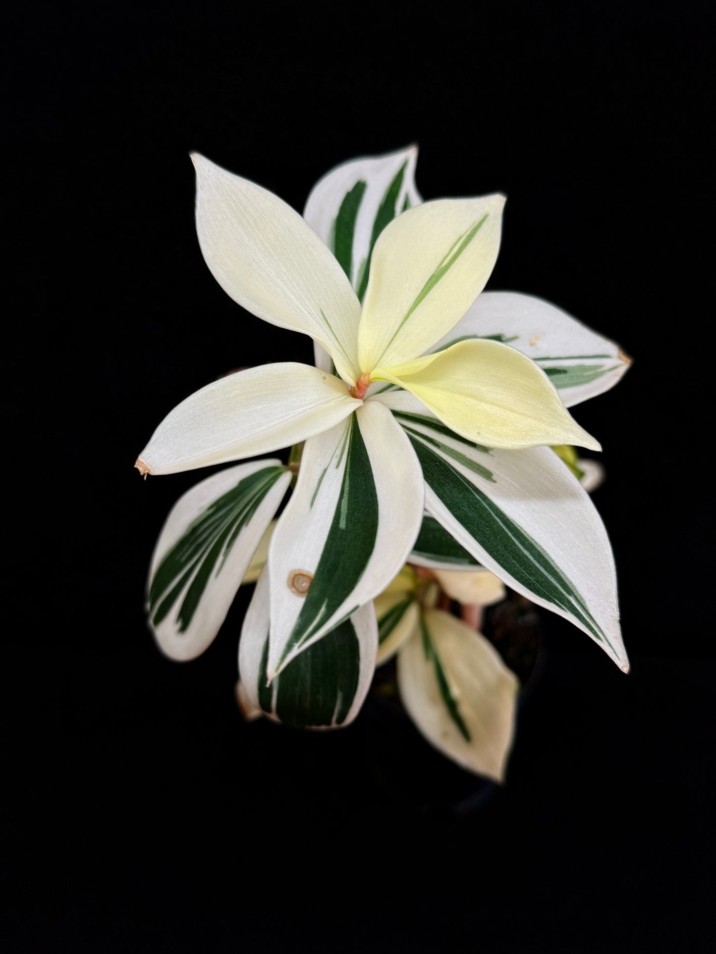 Costos arabicus variegata aka 'Variegated Spiral Ginger' - Rarely Offered D55
