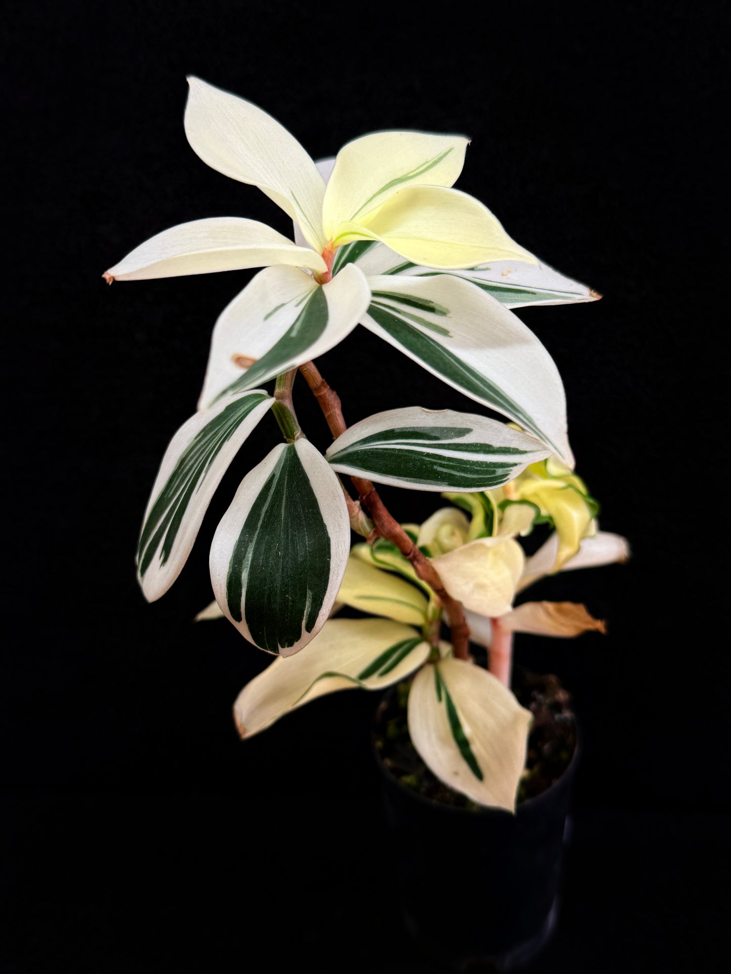 Costos arabicus variegata aka 'Variegated Spiral Ginger' - Rarely Offered D55