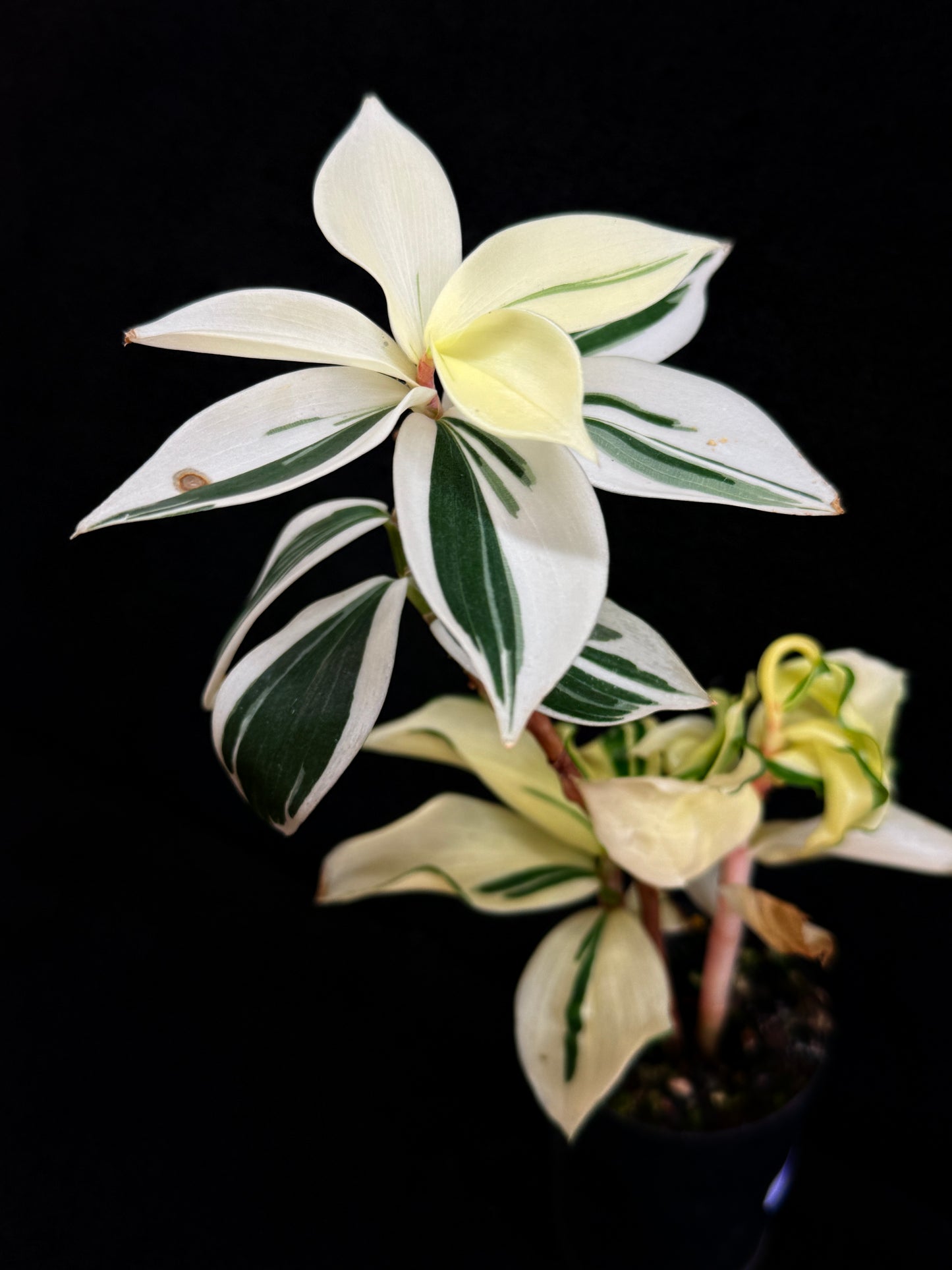 Costos arabicus variegata aka 'Variegated Spiral Ginger' - Rarely Offered D55